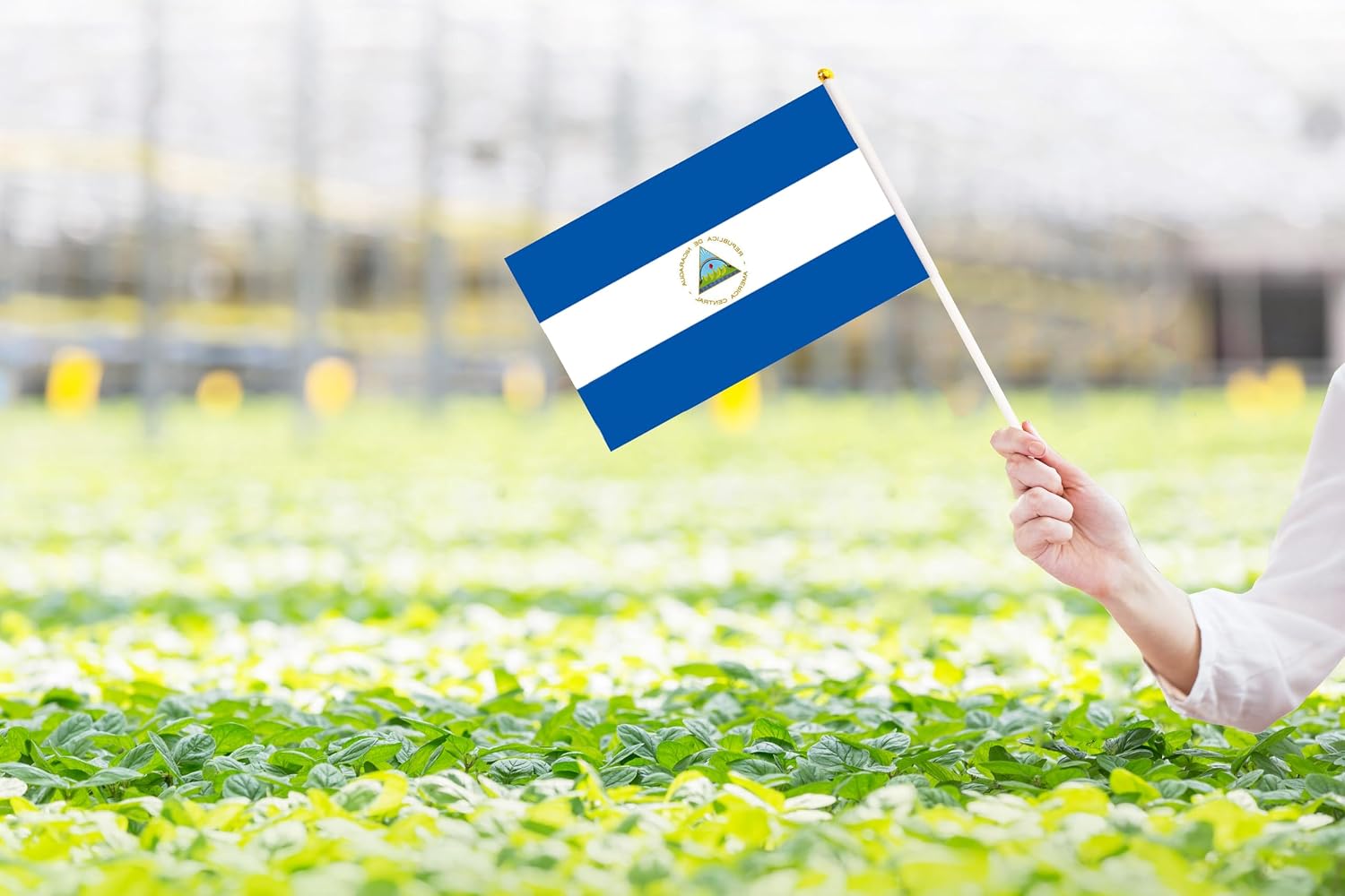 50 Pack Nicaragua Nicaraguan on Stick Flags,Small Mini Hand Held Nicaragua Nicaraguan Flags 5.5x8.3 Inch, Grand Opening, Carnival,Party Events Celebration