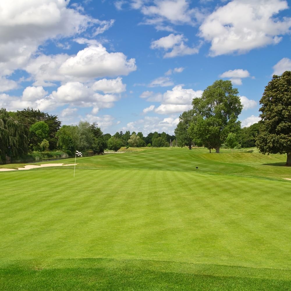 Creeping BentGrass Seeds, 1 Pound