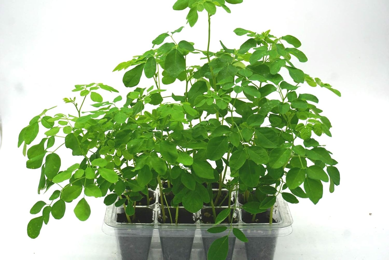 Moringa Oleifera Grow Kit | Pre-Soaked & Pre-Sown | Complete Organic Indoor Growing Set | Grow The Miracle Tree | Perfect Gardening Gift