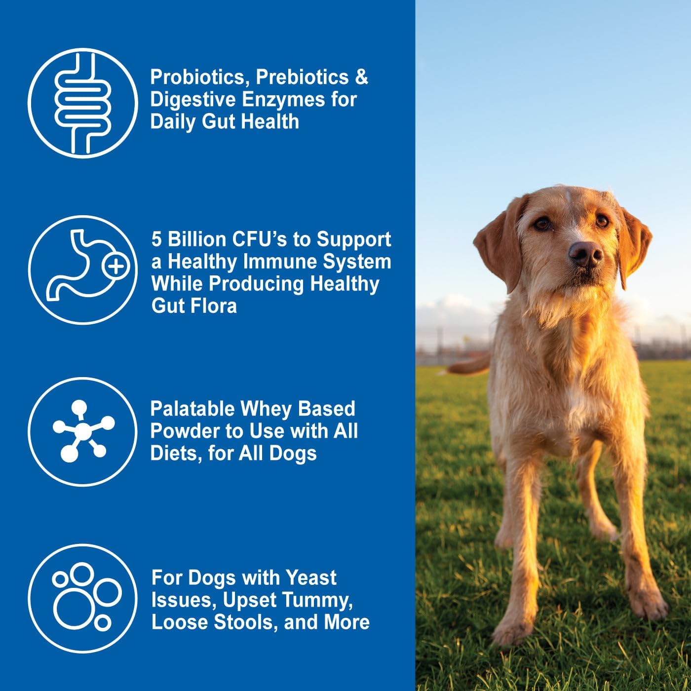 DOGZYMES Dissolvable Powder Digestive Enhancer for Dogs, (8 Ounce)