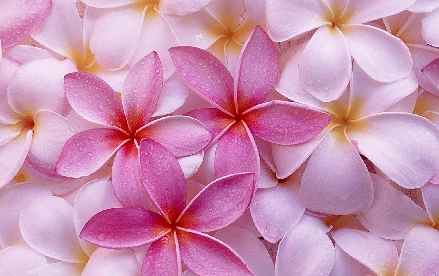 4 Hawaiian Plumeria Plants Mixed Colors Red, Yellow, Pink, White | Perennial Fragrant Blooms Indoor Outdoor Plants - Easy to Root