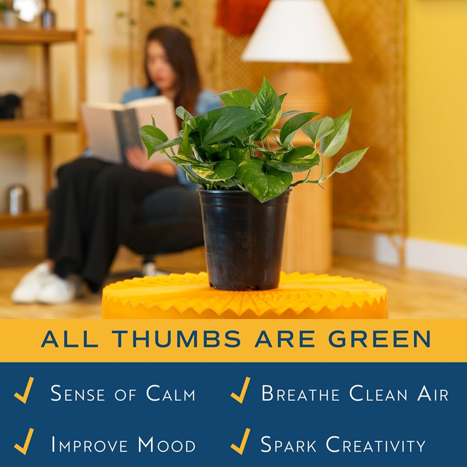 Costa Farms Golden Pothos, Live Indoor Plant, Trailing Vine, Air Purifying | Fast-growing trailing vine, one of the easiest to grow. Great indoor houseplant. Ideal housewarming or birthday gift.