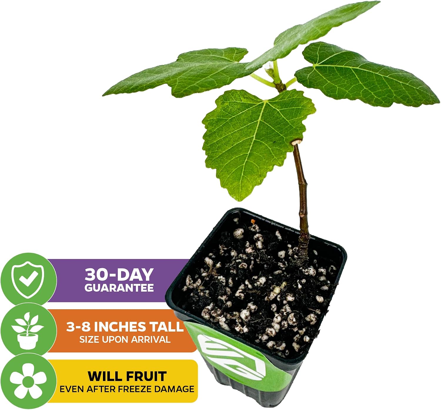 Beer's Black Fig Tree (Dwarf Habit) Live Plant - Ficus carica 'Beer's Black' - Wellspring Gardens - Cold-Hardy Fig, Dwarf Fig Tree, Compact Fig Plant - Fruit Bearing Starter Tree