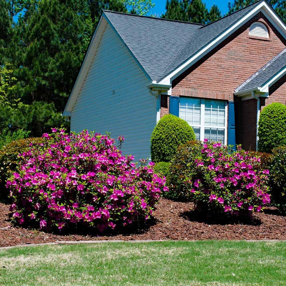 Brighter Blooms - Autumn Royalty® Encore® Azalea, 1 Gallon - No Shipping to AK, AZ, HI