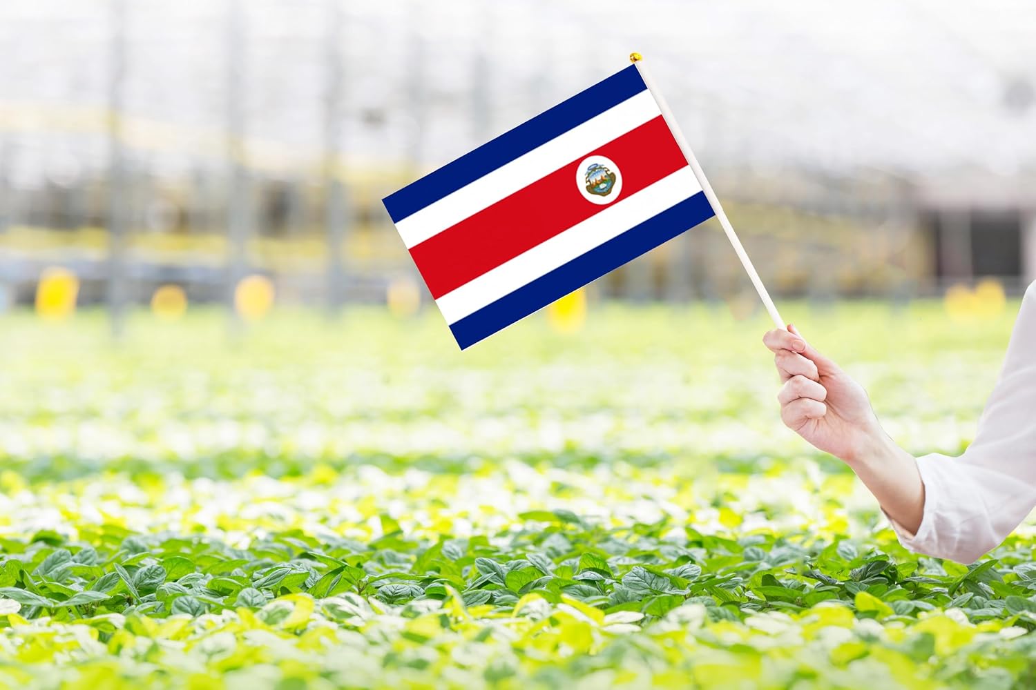 50 Pack Nicaragua Nicaraguan on Stick Flags,Small Mini Hand Held Nicaragua Nicaraguan Flags 5.5x8.3 Inch, Grand Opening, Carnival,Party Events Celebration