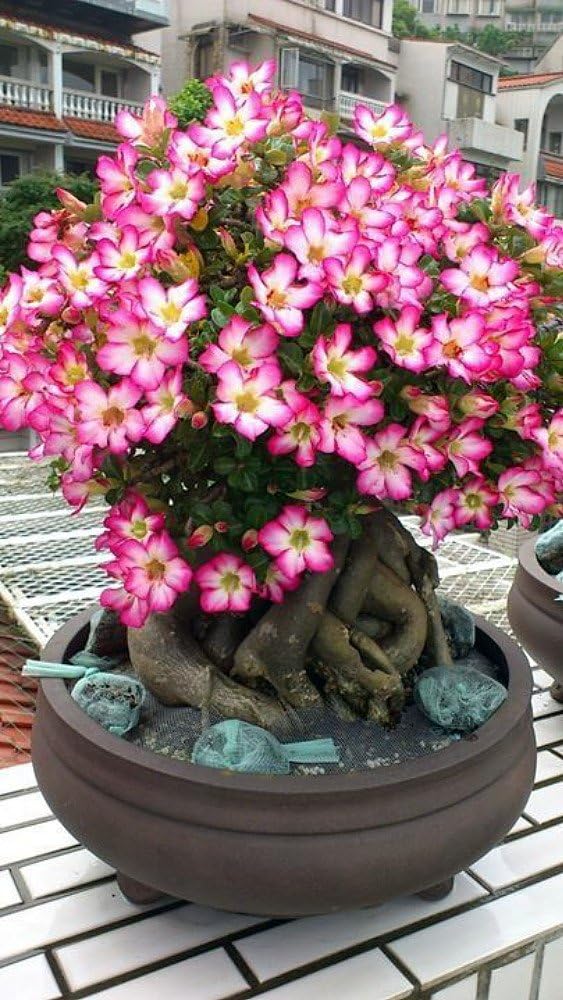 Arabic Desert Rose - Adenium arabicum - Pink Flowers - 2" Pot