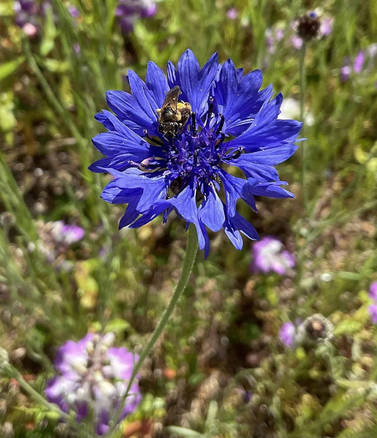 Eden Brothers The Bees Knees Pollinator Wildflower Seed Mix, 1/4 lb (135,000+ Seeds) Throw and Grow - 100% Pure, No Fillers - 18-Variety Non-GMO Annual + Perennial, Covers up to 1,100 SqFt, Zones 3-10