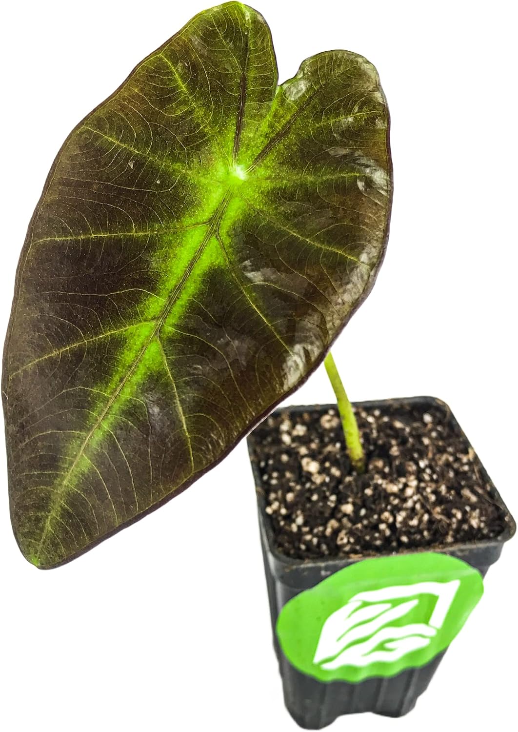 Thailand Giant Elephant Ear Live Plant - Colocasia gigantea by Wellspring Gardens - Elephant Ear Plant, Colocasia Gigantea, Elephant Ear Plant Live, Exotic Elephant Plant, Tropical Garden Design Ideas