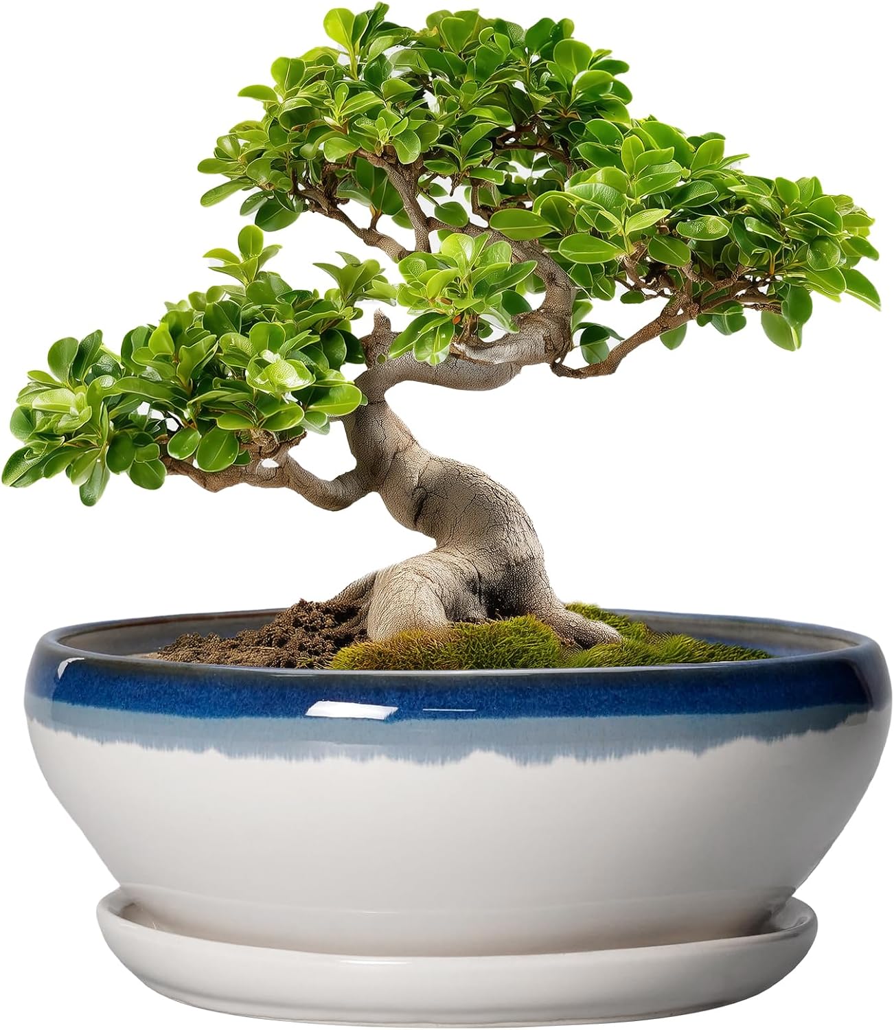 SQOWL 7 Inch Round Ceramic Succulent Planter Pot Drip Glazed Shallow Planter with Drainage Bamboo Tray for Indoor Plants
