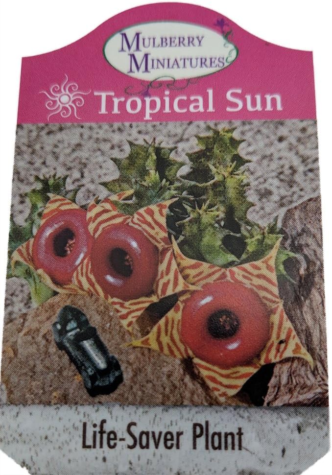 Lifesaver Succulent Plant - Huernia - Exotic Flower - 2.5" Pot