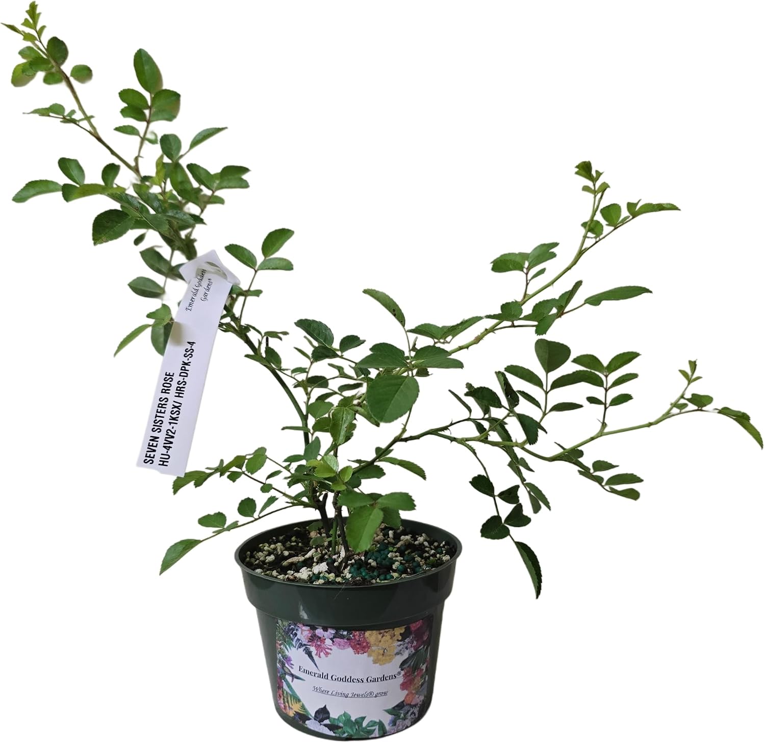 Seven Sisters Climbing Rambler Rose - Antique Heirloom Rosa Hybrid - Live Plant - Fragrant Spring Bloom - Double Pink Flower - Emerald Goddess
