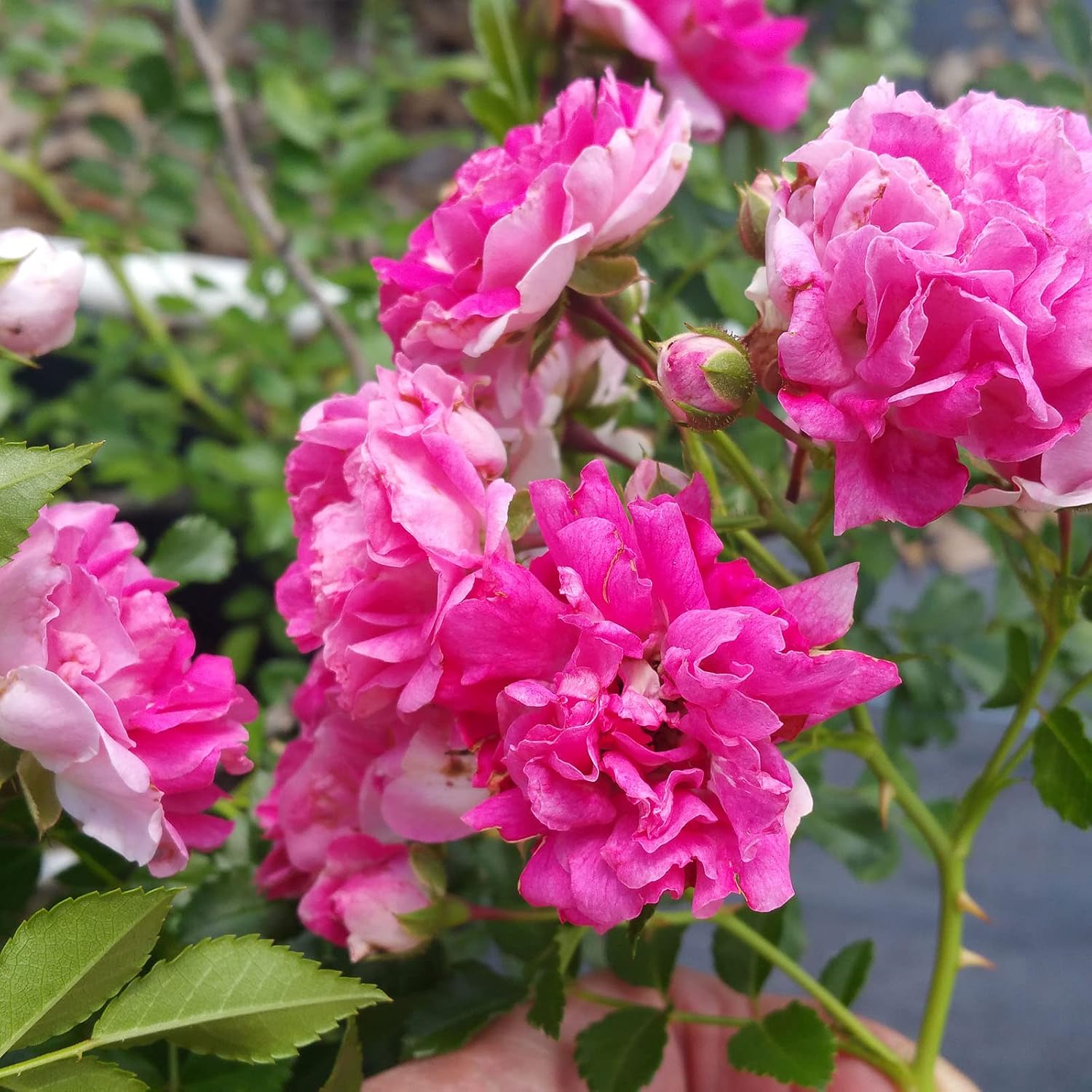 Seven Sisters Climbing Rambler Rose - Antique Heirloom Rosa Hybrid - Live Plant - Fragrant Spring Bloom - Double Pink Flower - Emerald Goddess