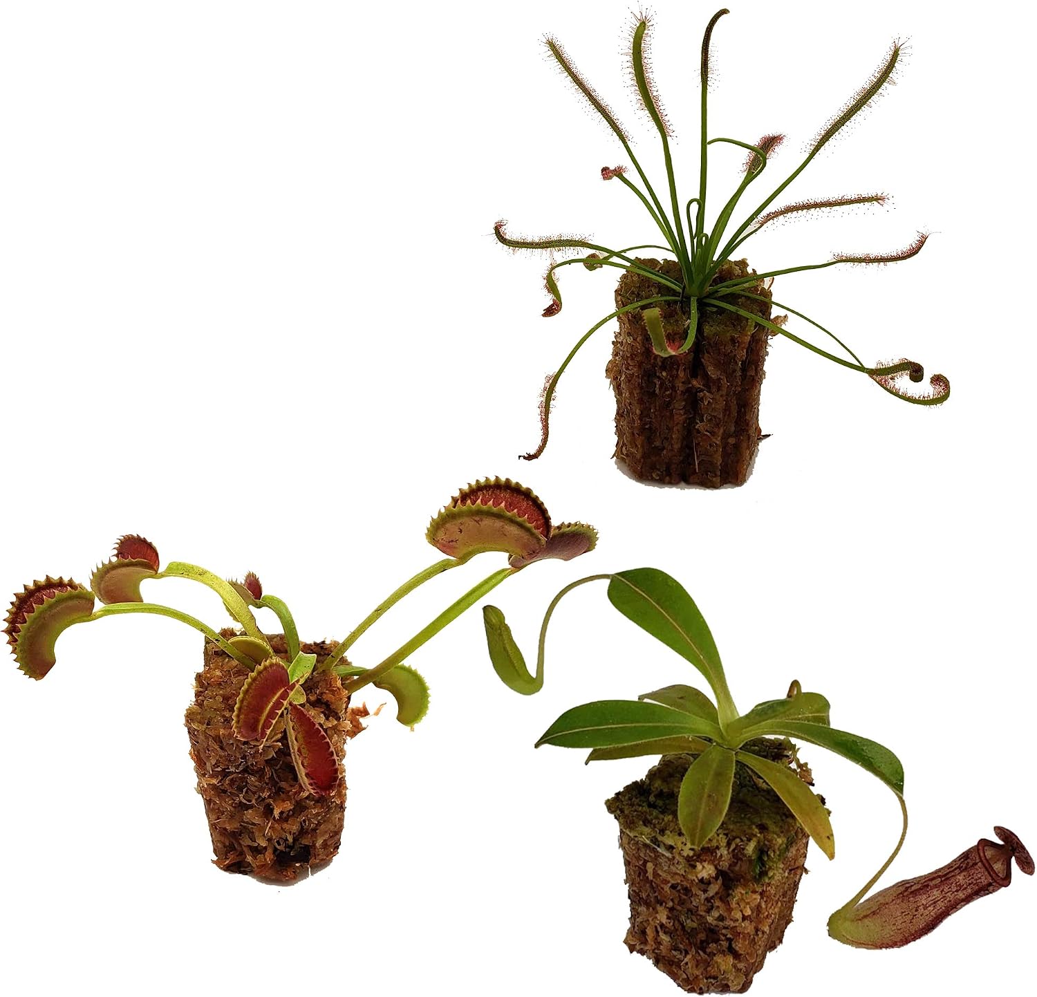 Carnivorous Plant Beginner Collection - Sundew, Venus Flytrap, Pitcher Plant - Live Adult Plants with 3" pots