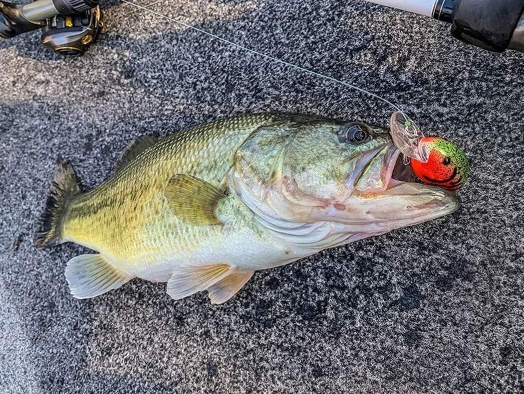Bandit Lures BDT