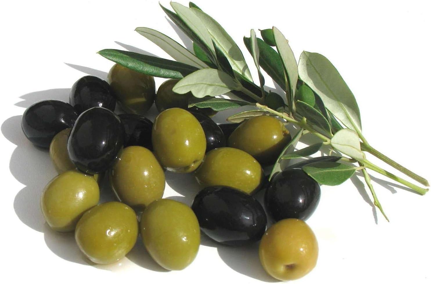 Arbequina Olive Tree - Beautiful Live Plant - 6 Inch Pot - Grow Your Own Olives Indoors - Olea Europaea