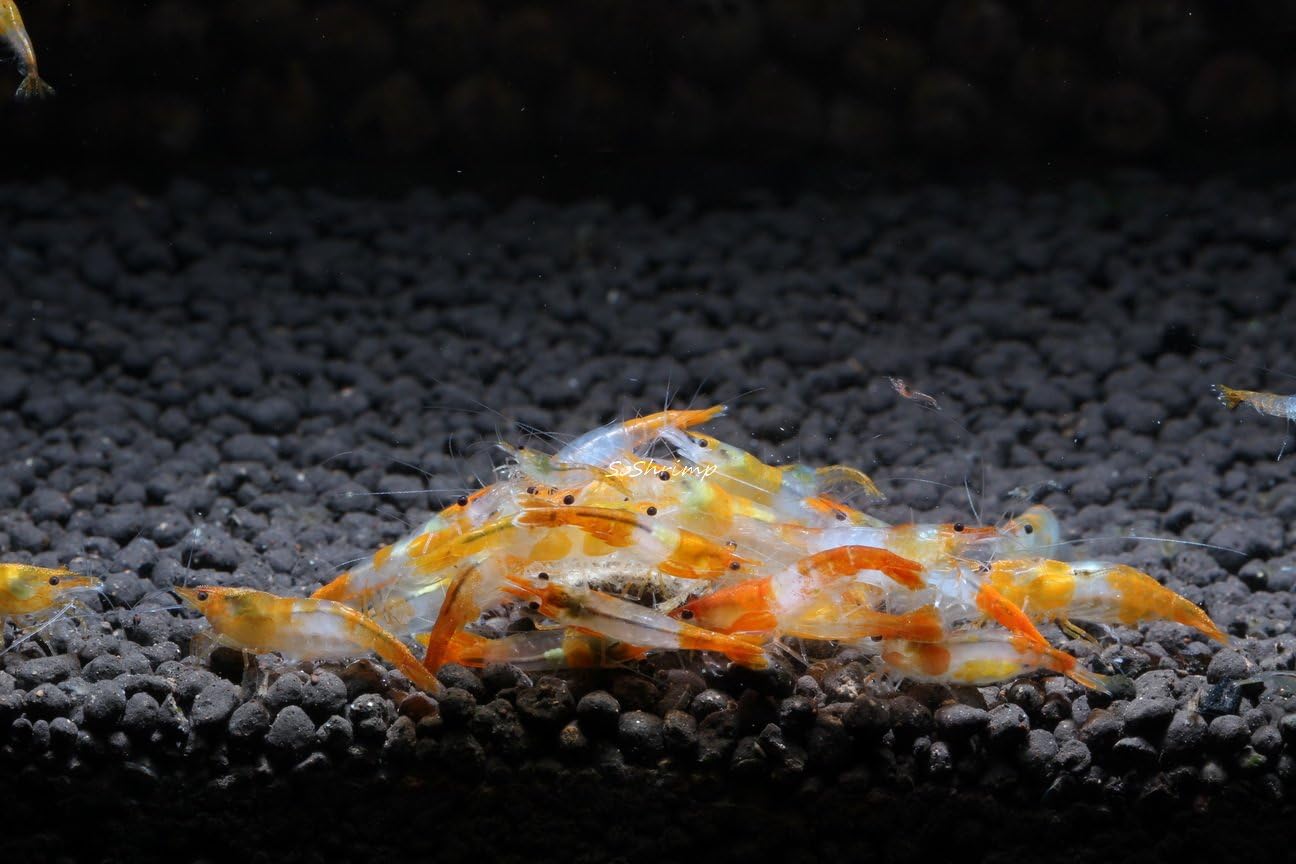 Live Freshwater Aquarium Shrimp - Neocaridina (Red Cherry, 5 Pack)