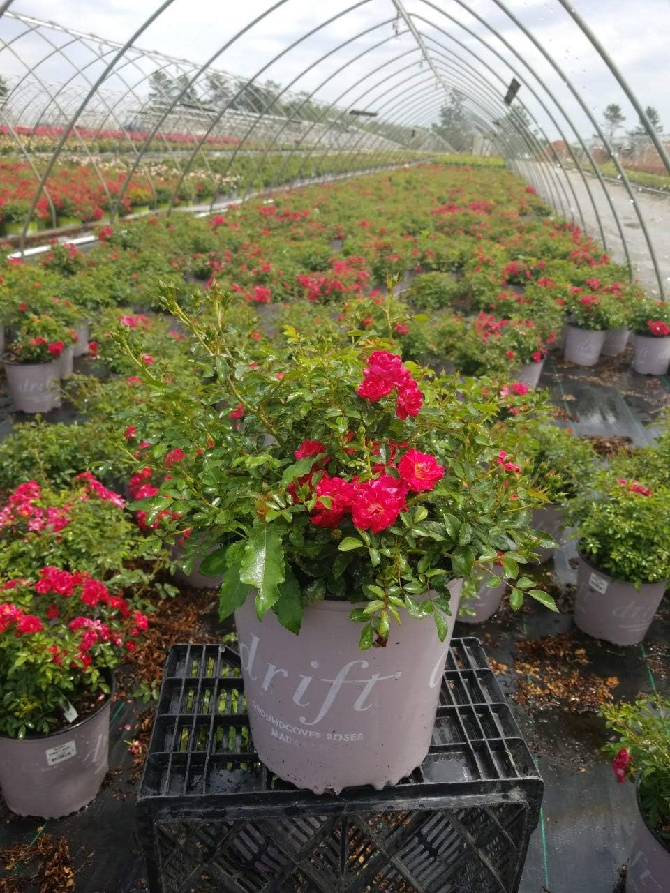 Drift Roses - Rosa Peach Drift (Rose) Rose, double peach flowers, #2 - Size Container