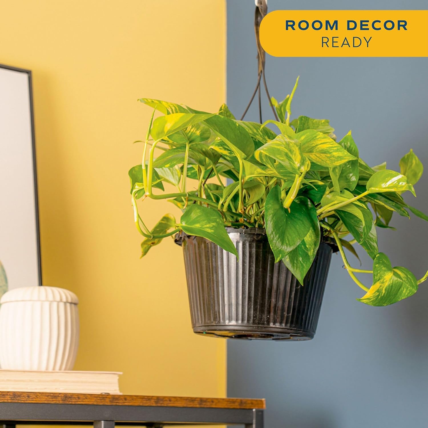 Costa Farms Golden Pothos, Live Indoor Plant, Trailing Vine, Air Purifying | Fast-growing trailing vine, one of the easiest to grow. Great indoor houseplant. Ideal housewarming or birthday gift.