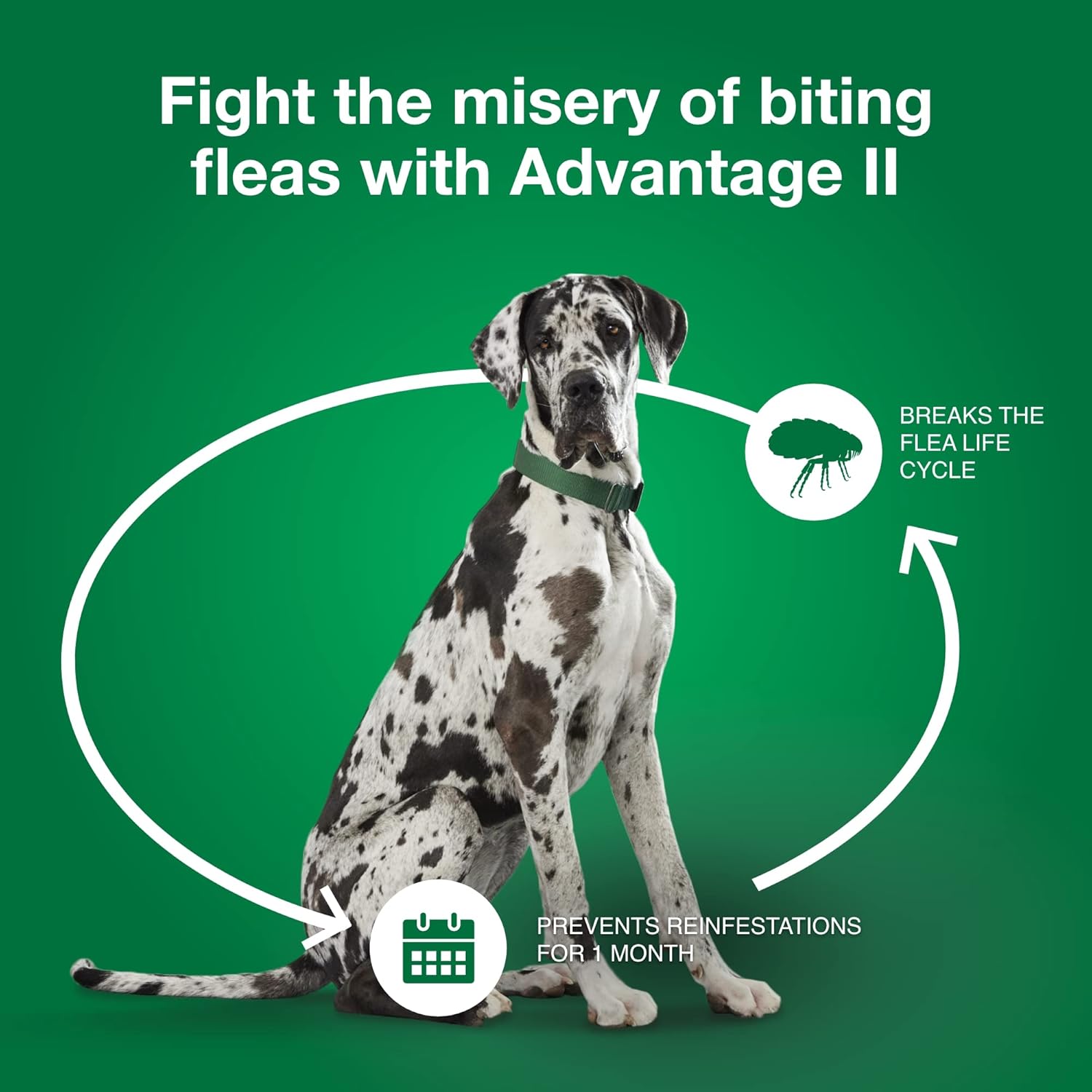 Advantage II Large Dog Vet-Recommended Flea Treatment & Prevention | Dogs 21-55 lbs. | 4-Month Supply