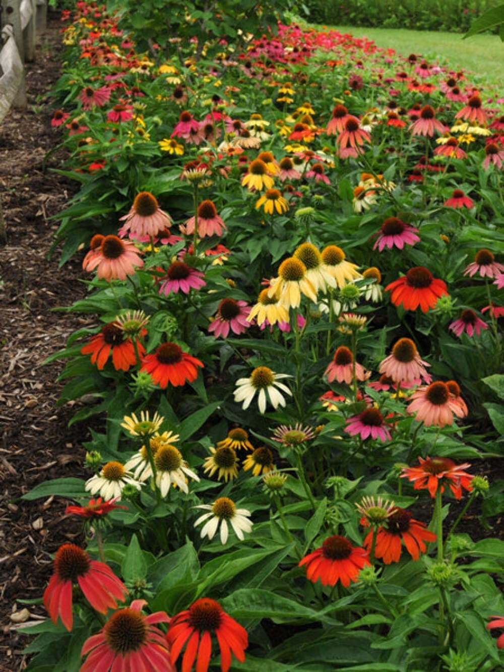 Echinacea purpurea ‘Cheyenne Spirit’ (Coneflower) Live Perennial, Size-#1 Container, Mixed Color Summer Flowers, USDA Zones 4-8