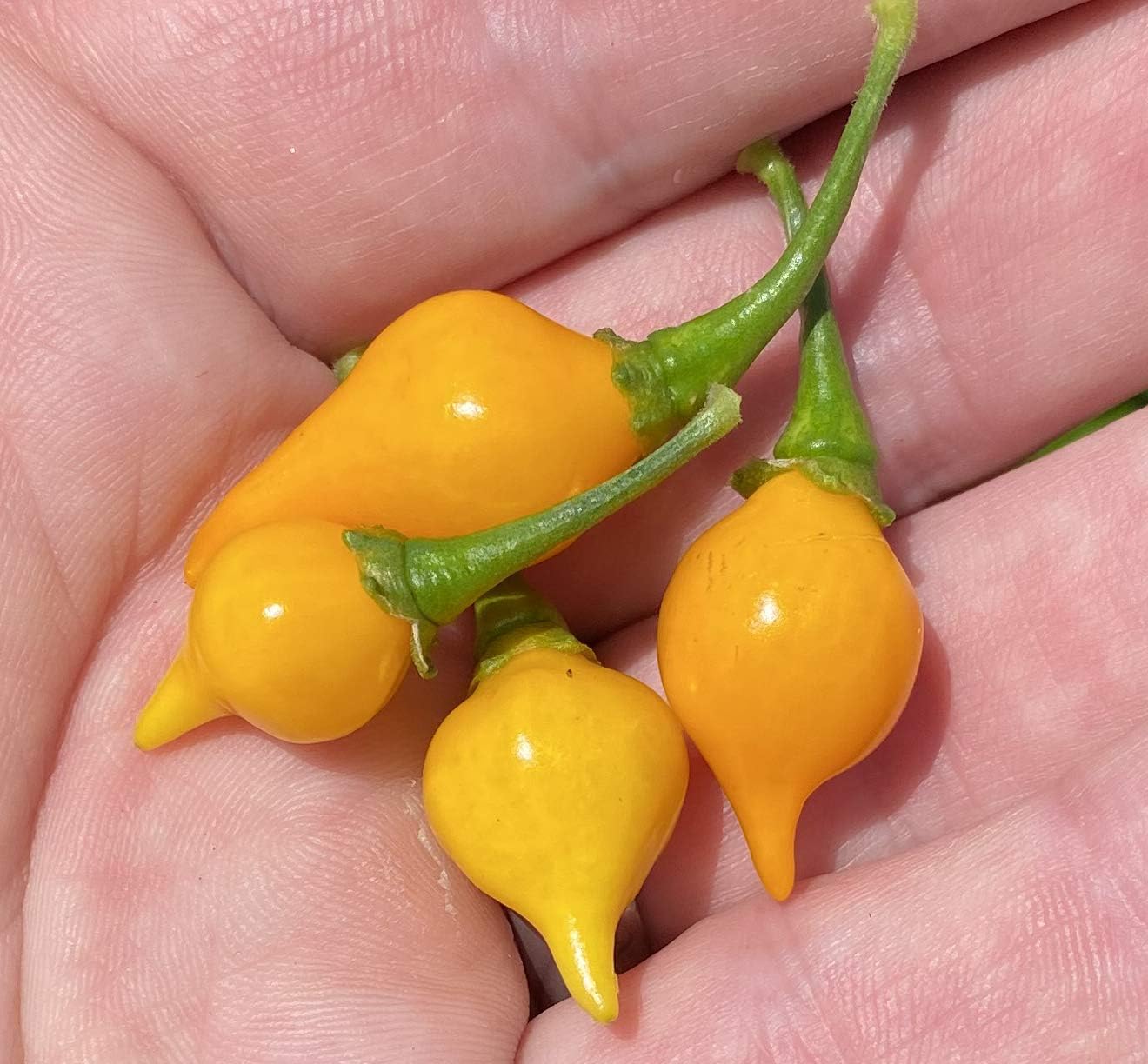 Yellow Biquinho Chupetinho Heirloom Pepper Premium Seeds for Planting Packet