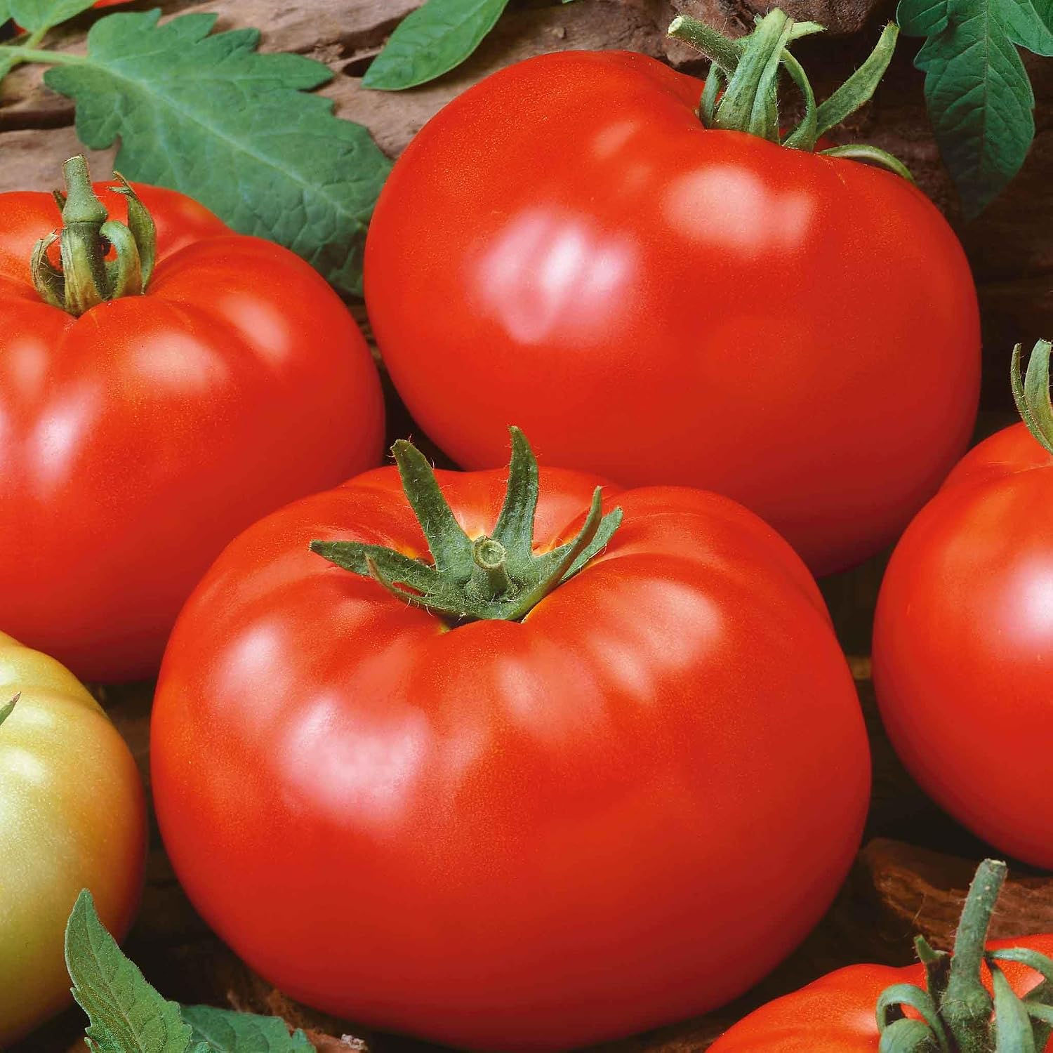 Eden Brothers Tomato Seeds - Persimmon Non-GMO Seeds for Planting, 1 oz | Low-Maintenance Vegetable Seeds, Plant During Warm Season, Zones 10, 3, 4, 5, 6, 7, 8, 9