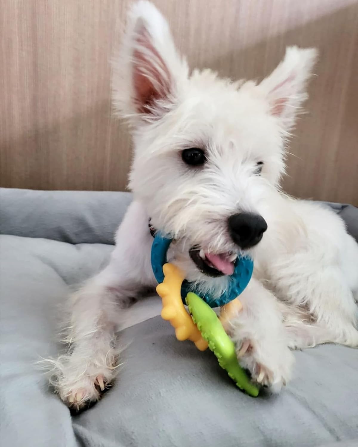 Nylabone Puppy Pacifier Chew Toy, Teething Toys for Puppies up to 25 lbs | Puppy teething toys with bacon flavor, soft material, textured nubs massage gums