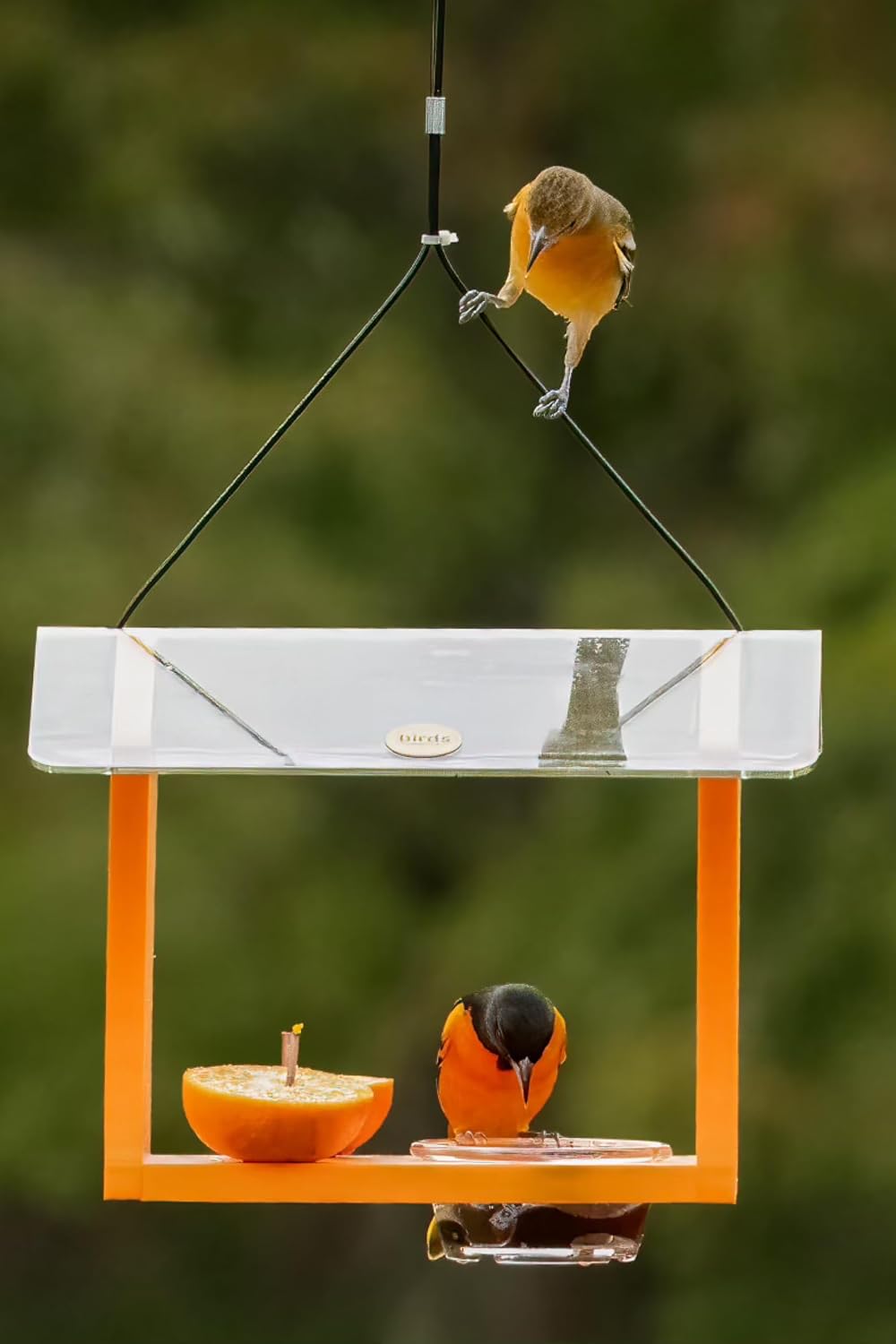 Birds Choice Oriole Bird Feeder | Hanging Bird Feeder for Jelly & Orange Halves | Includes Cup & Fruit Pegs | Recycled Plastic | Sturdy for Garden, Backyard, & Outdoor | 2 Cup Capacity, Orange | Includes Jelly Cup and Fruit Pegs, Recycled Plastic in Oran…