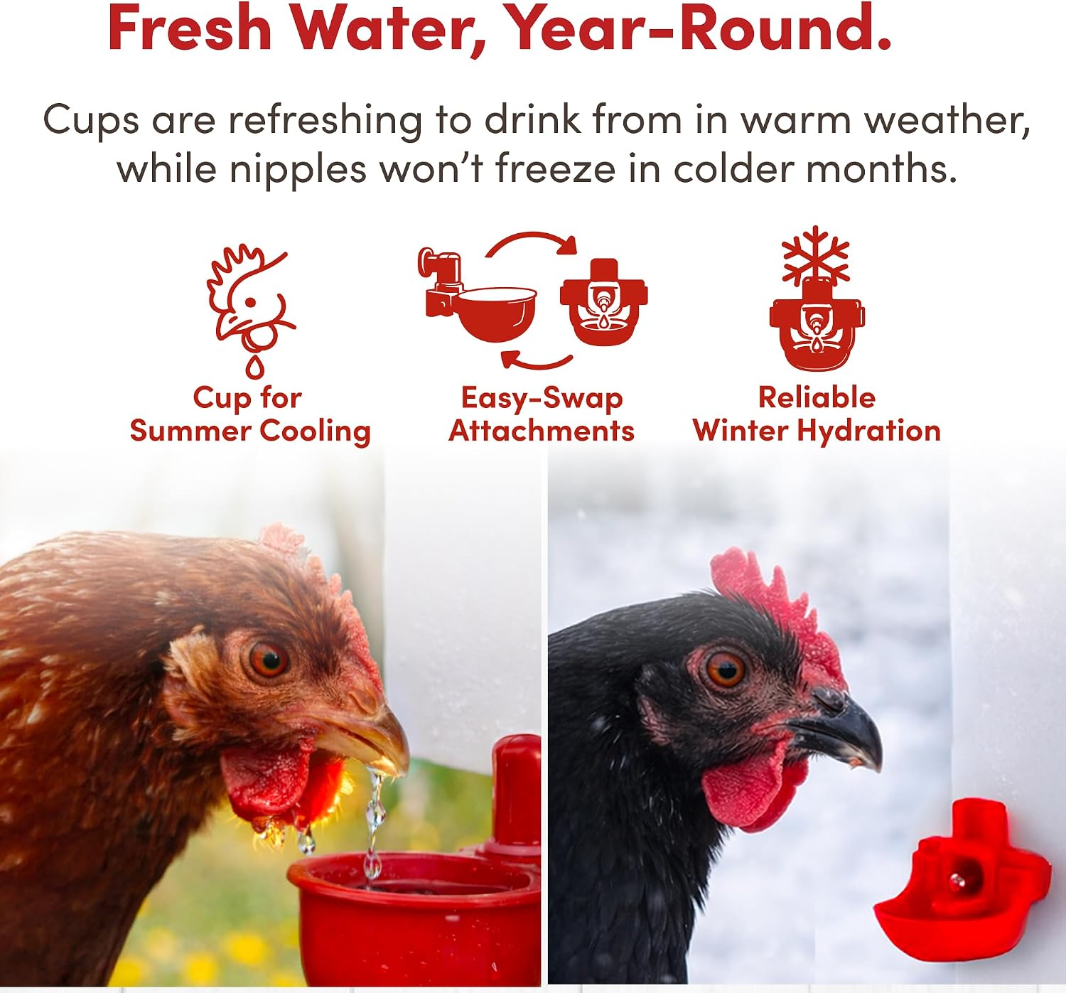 RentACoop 2 Gallon High Rise Chicken Waterer with Cups & Nipples