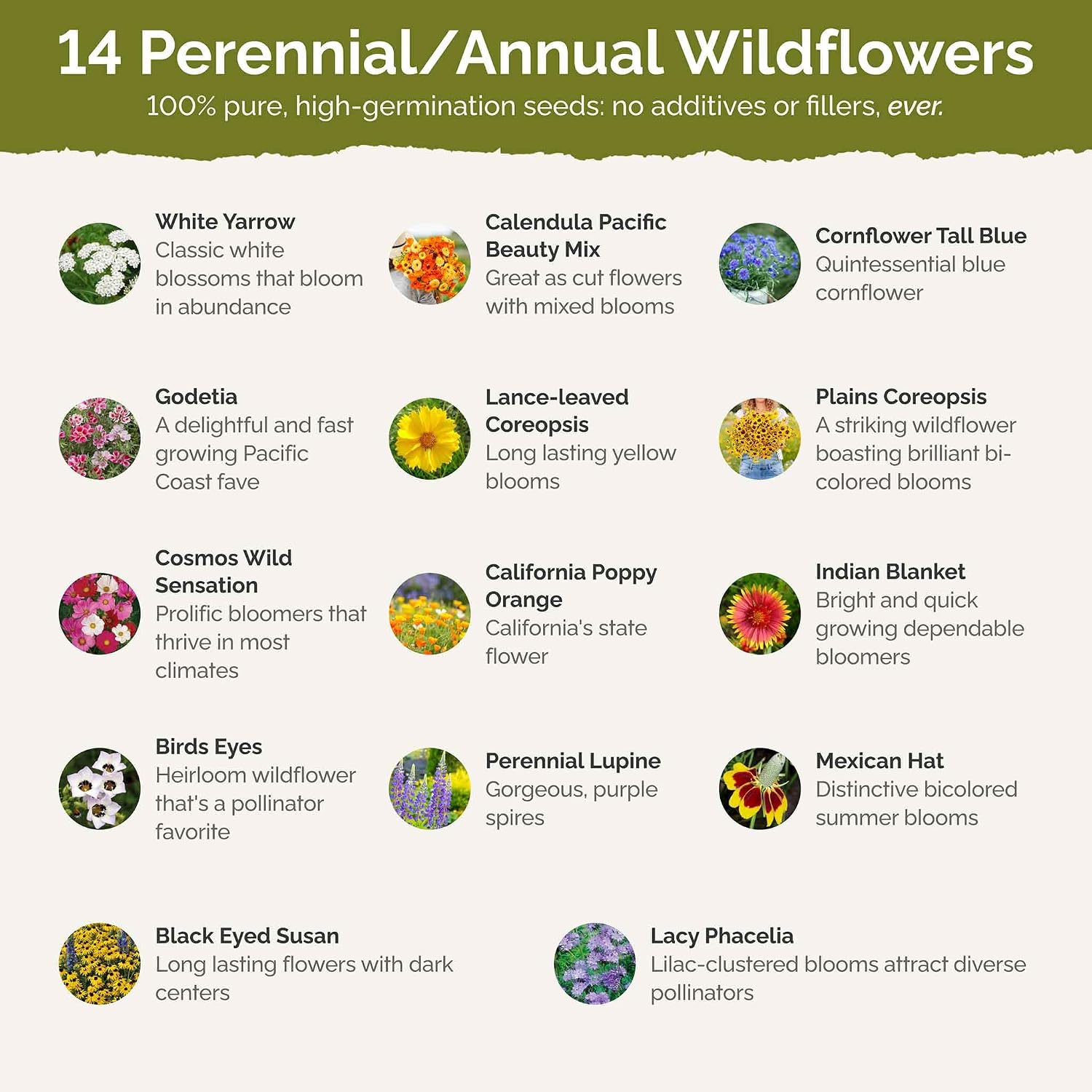 Eden Brothers The Bees Knees Pollinator Wildflower Seed Mix, 1/4 lb (135,000+ Seeds) Throw and Grow - 100% Pure, No Fillers - 18-Variety Non-GMO Annual + Perennial, Covers up to 1,100 SqFt, Zones 3-10