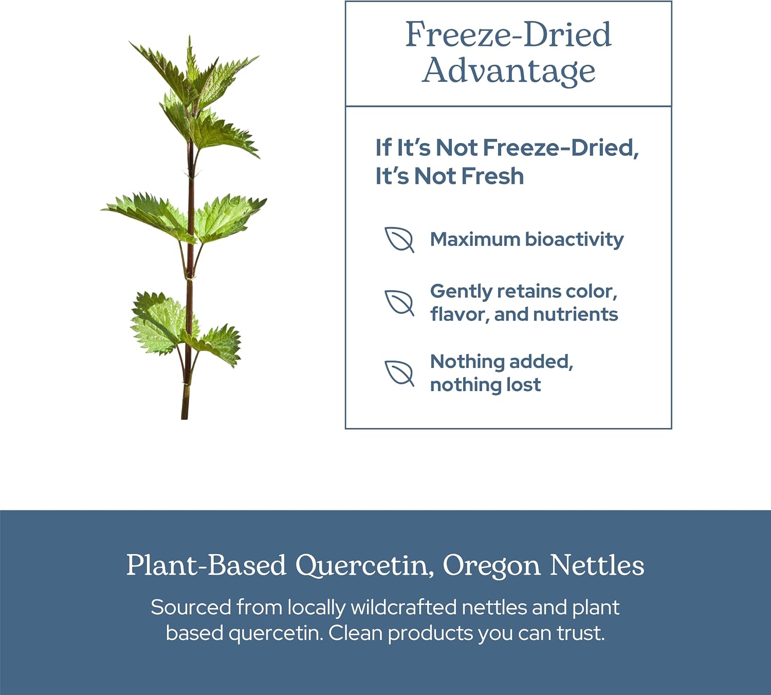 Eclectic Herb - Nettle Quercetin Capsules | Non-GMO, Vegan | 90 CT