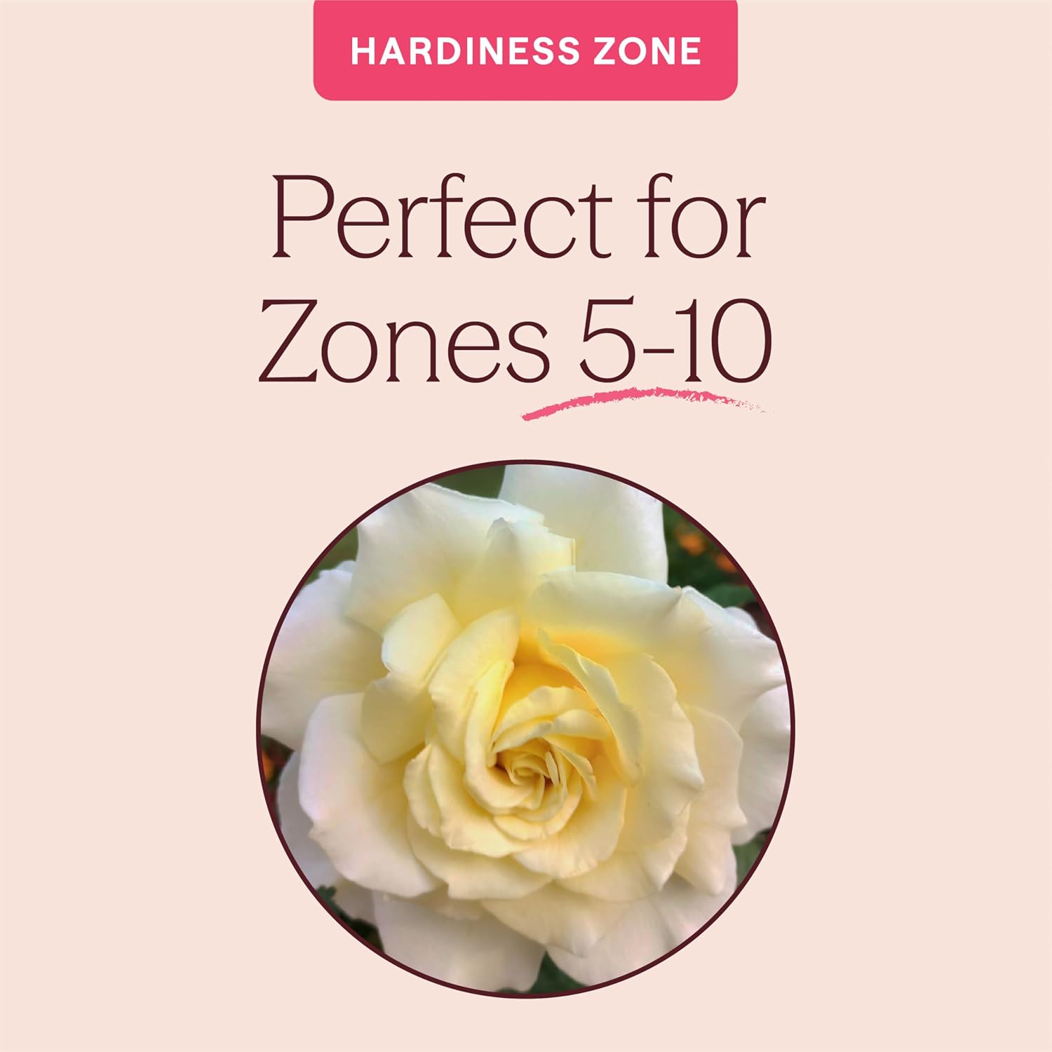 Heirloom Floribunda Roses, Live Own Root Plant, Julia Child™ | Moderately Fragrant, Hardiness Zones: 6-10, Continual Blooming,For Outdoor Gardens, Planters, and Pots