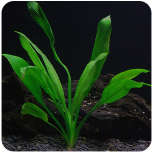 10 species plants package for fresh water aquariums