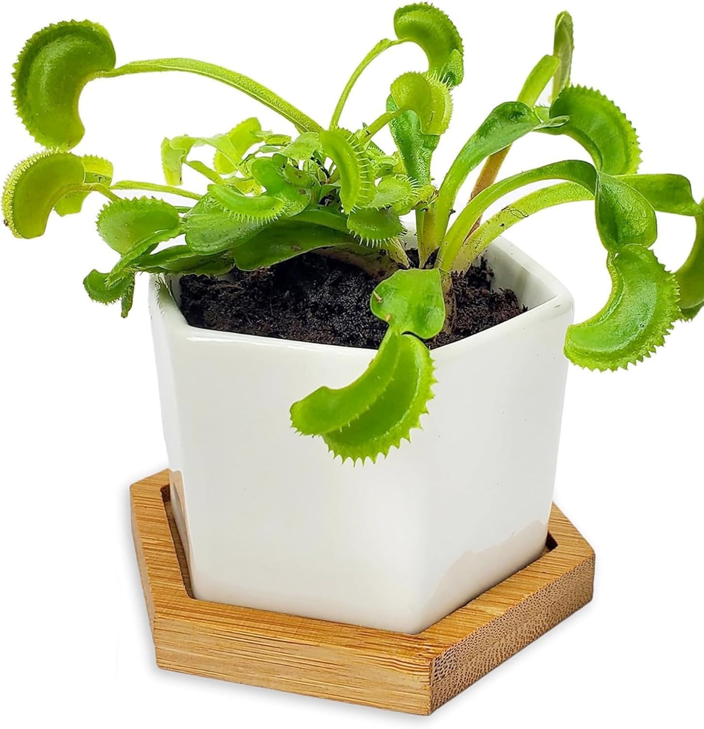 Venus Fly Trap Live Plant with White Ceramic Pot and Carnivorous Plant Soil | Everything to start with carnivorous plants, easy care guide