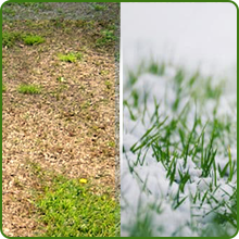 Heat &amp;amp; Cold Tolerant Full House Bermuda Grass Seed