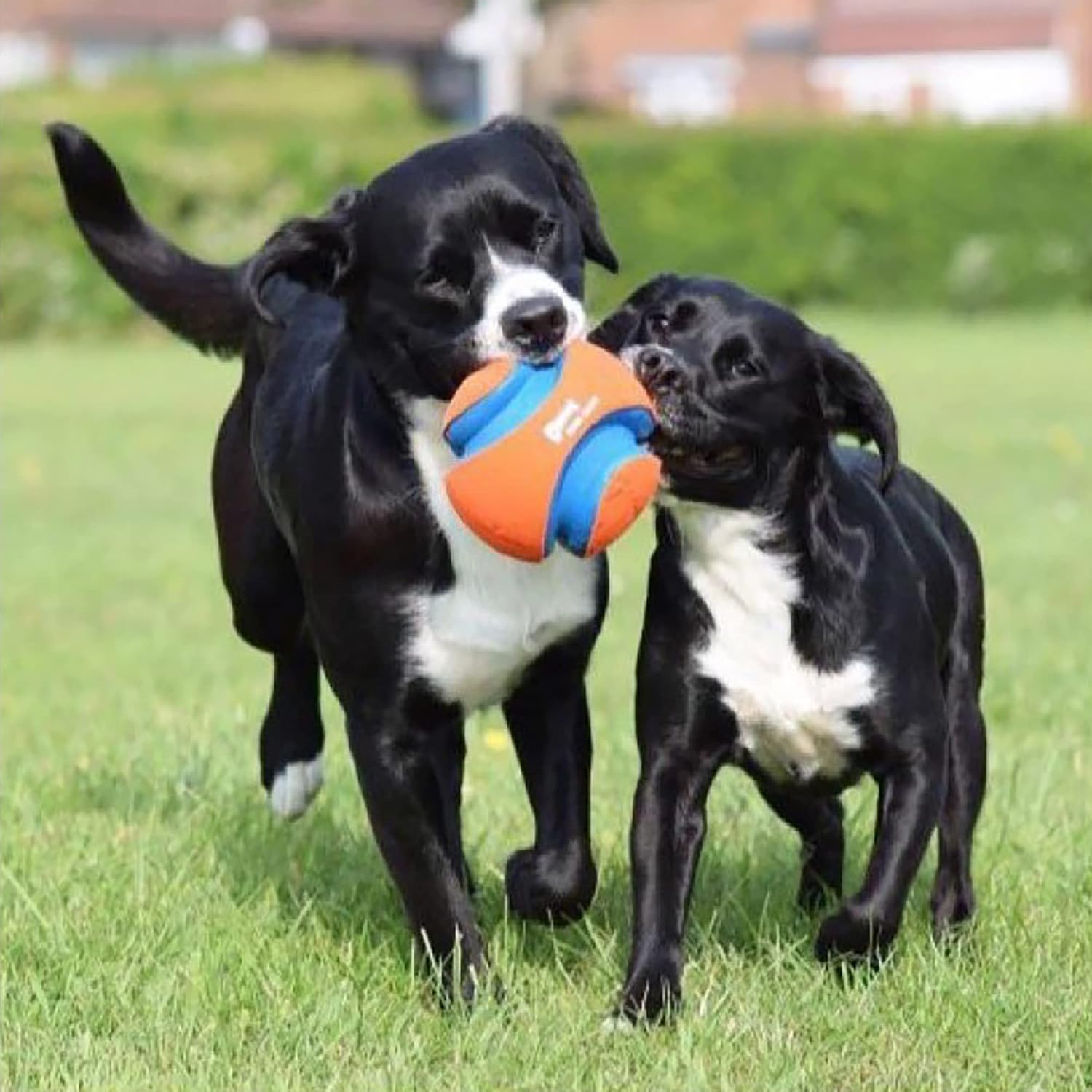 Chuckit! Kick Fetch Ball Dog Toy, Floats in Water, Large 8 Inch Diameter | Durable rubber and foam build, interactive play design, great for pool or lake sessions, built for big breed dogs each day