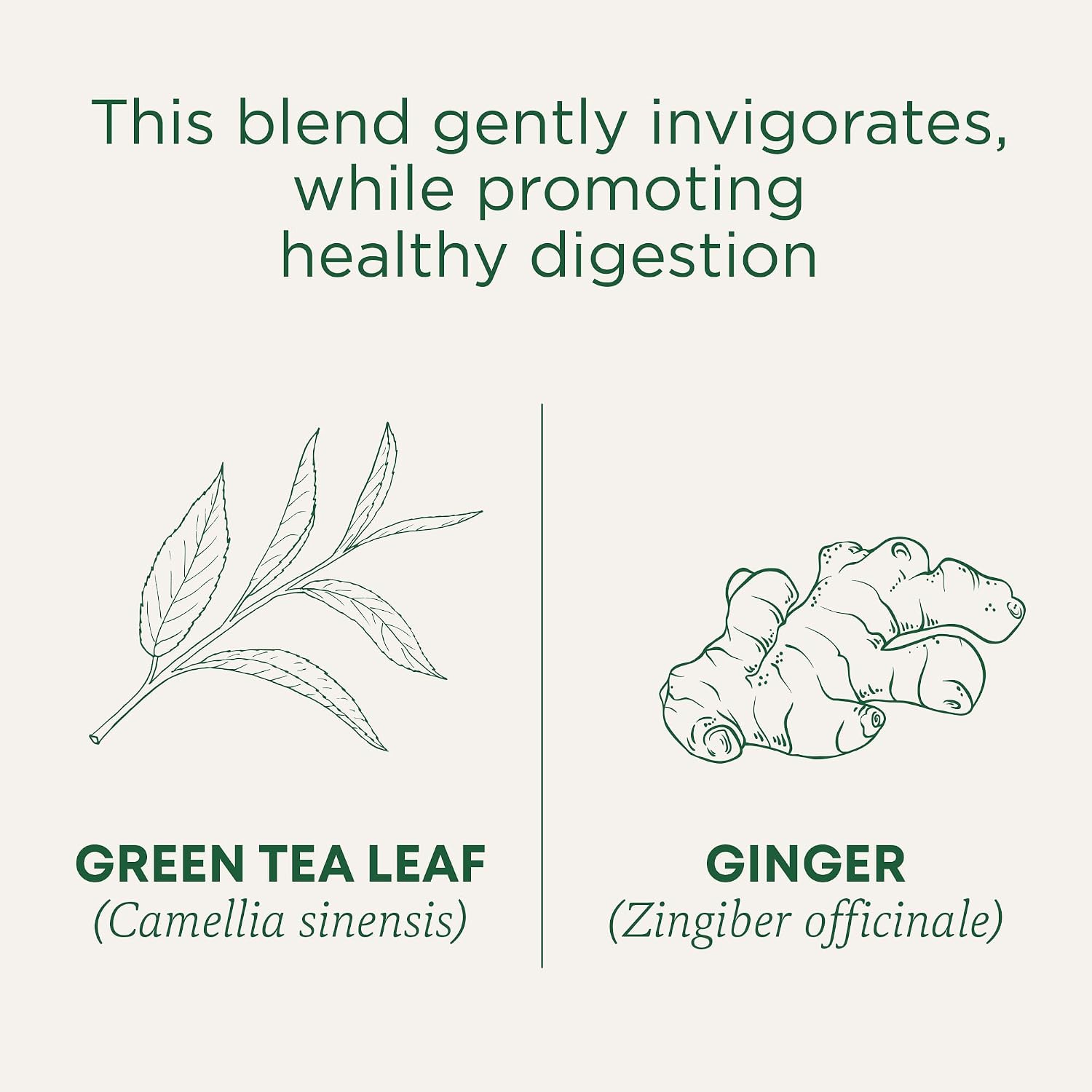 Traditional Medicinals Organic Green Tea Ginger, 16 Tea Bags | Promotes Healthy Digestion, Occasional Nausea & Indigestion Relief, Kosher, Non-GMO