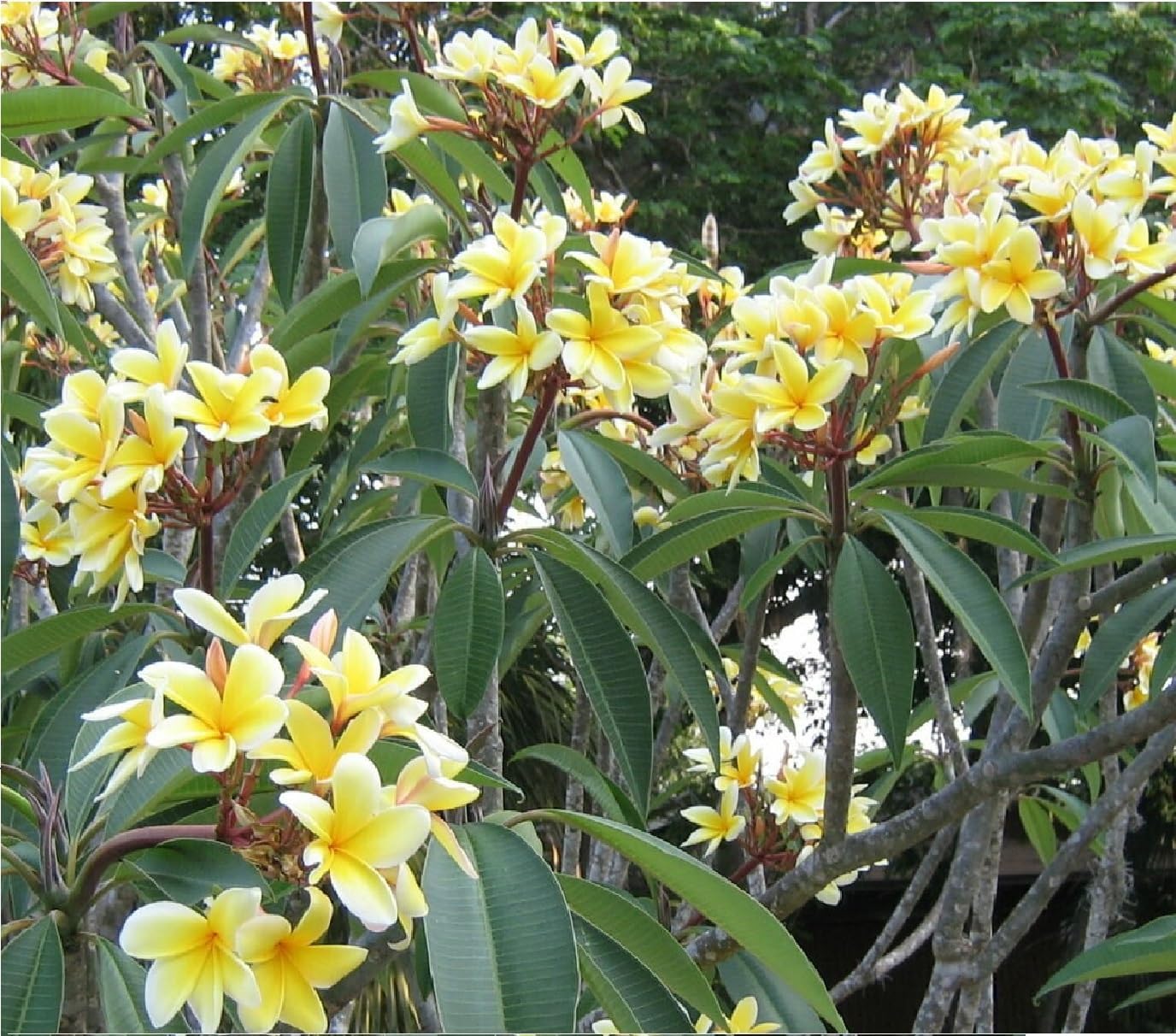 Yellow Hawaiian Plumeria Cutting 10 inches