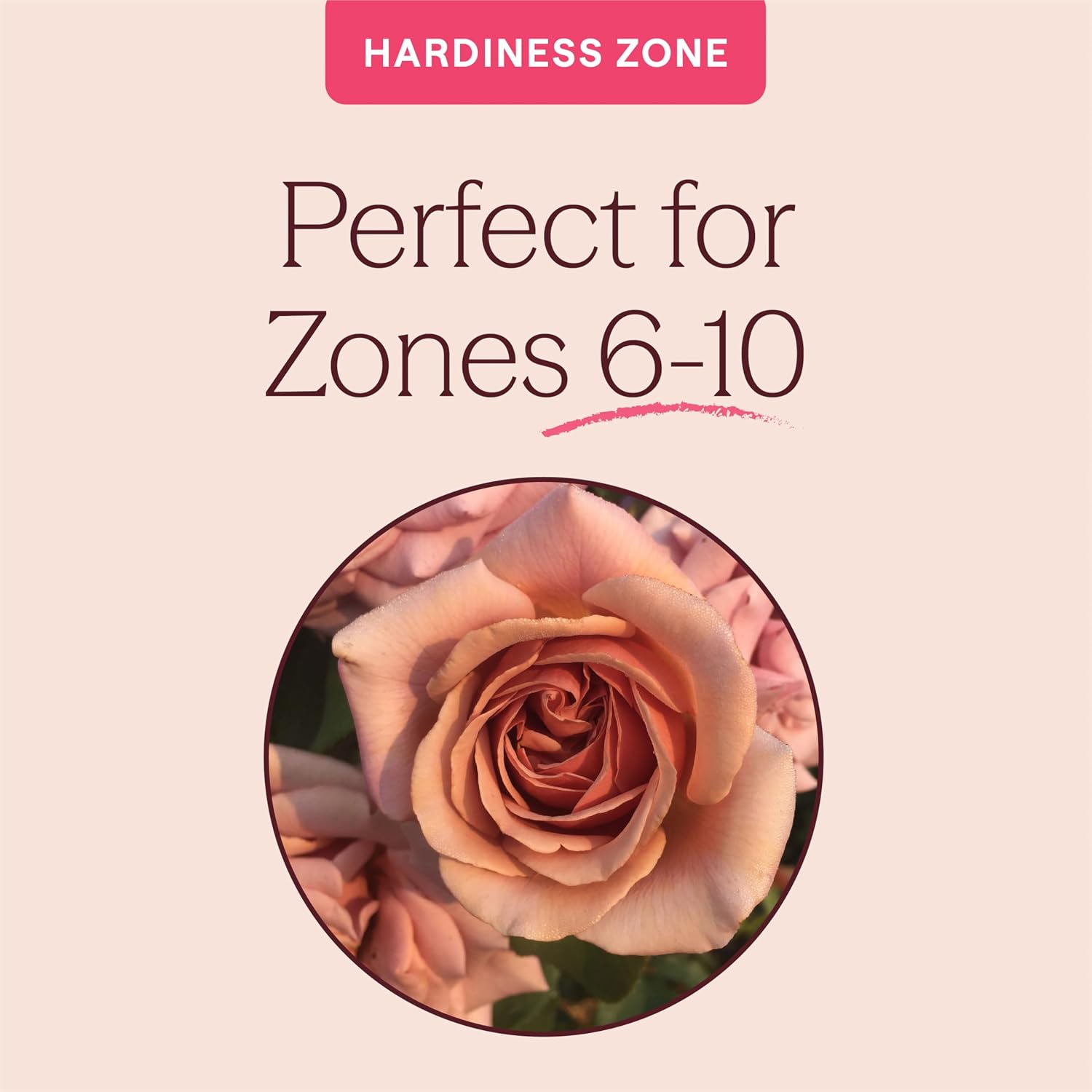 Heirloom Floribunda Roses, Live Own Root Plant, Koko Loko™ | Moderately Fragrant, Hardiness Zones: 6-10, Repeat Blooming,For Outdoor Gardens, Planters, and Pots