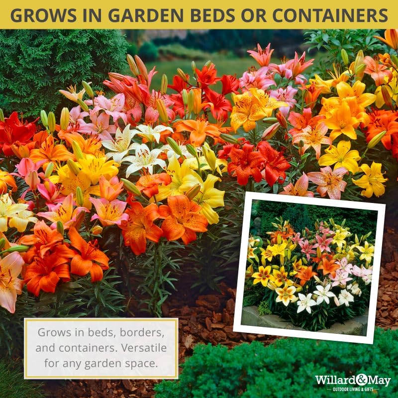 Asiatic Lilies Mix (10 Pack of Bulbs) - Freshly Dug Perennial Lily Flower Bulbs