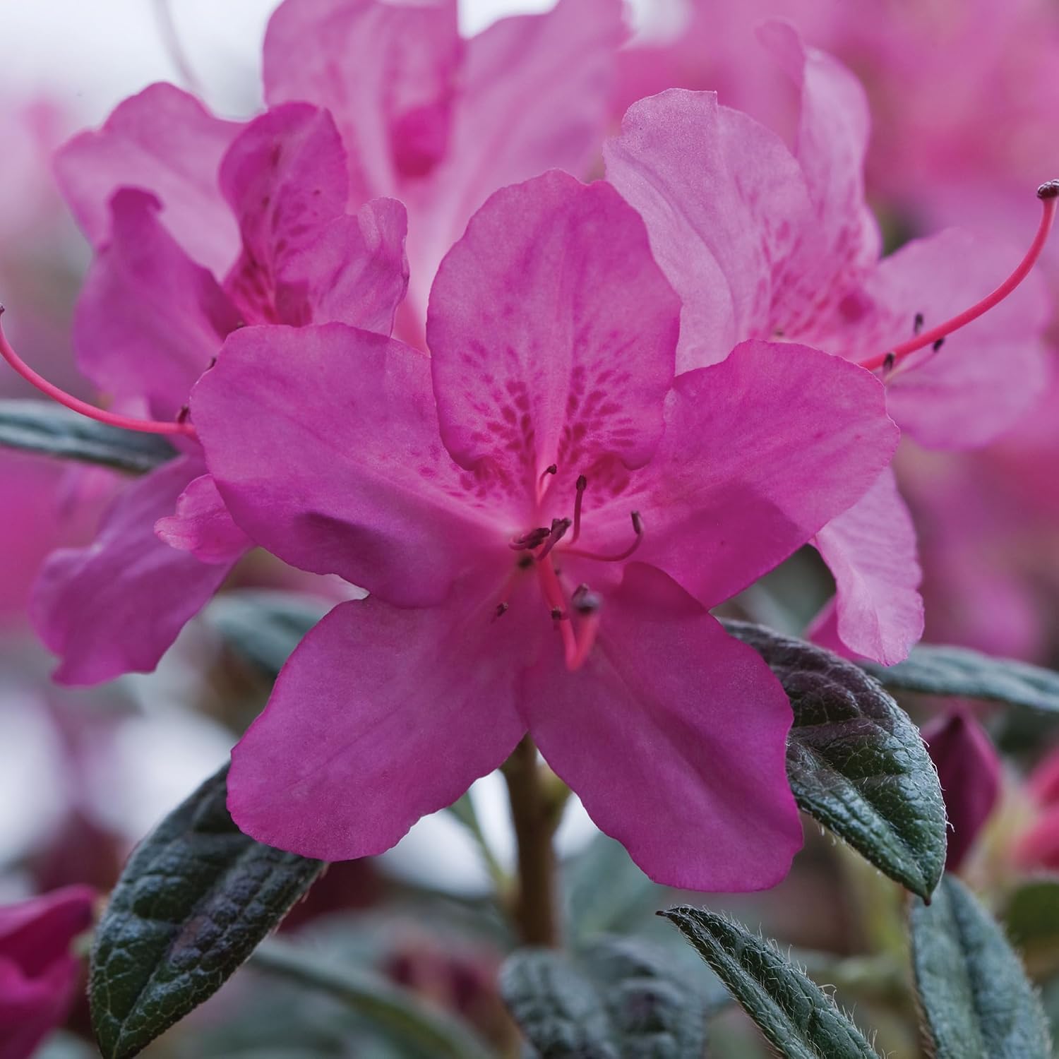 Encore Azalea 2 Gal. Autumn Amethyst Azalea Shrub