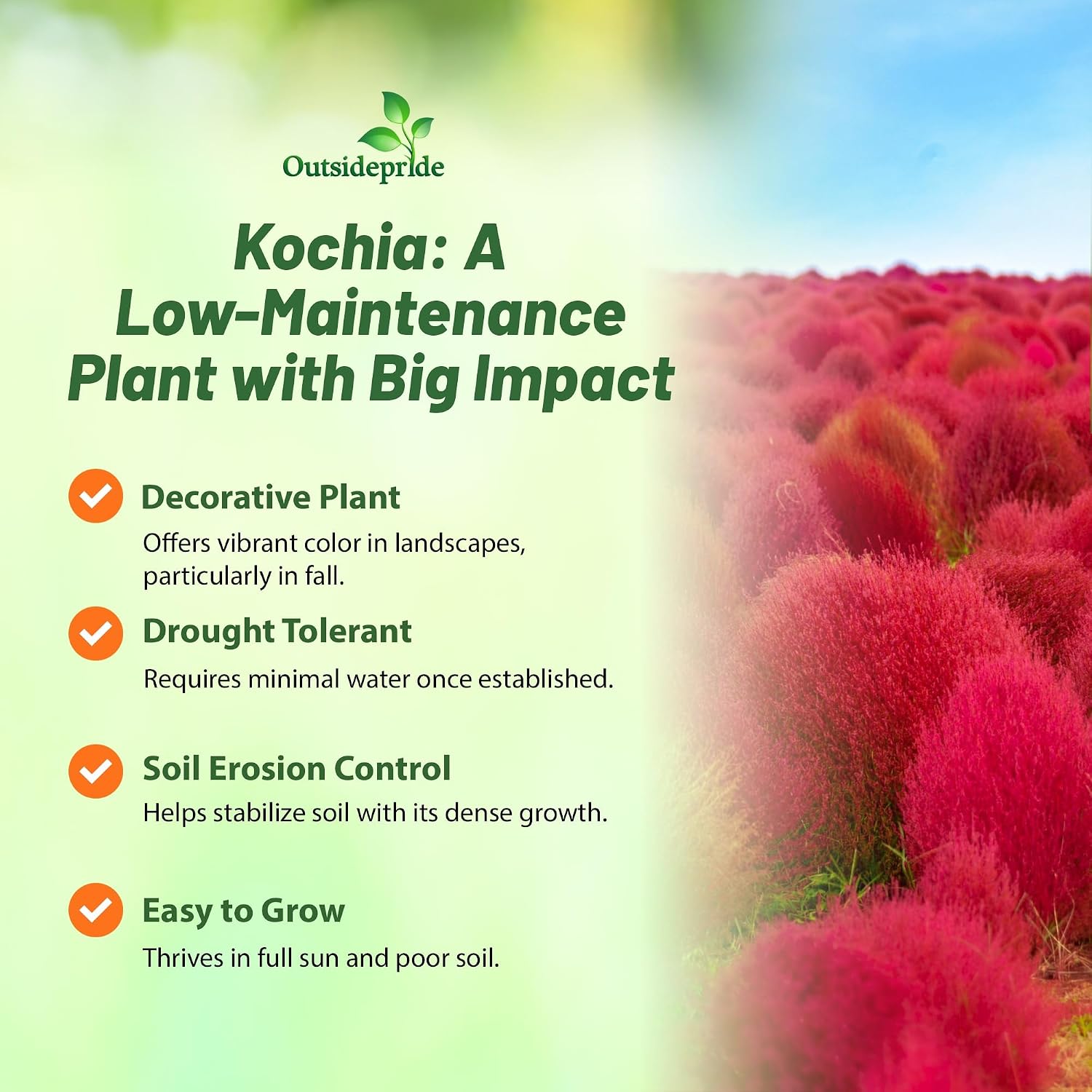Outsidepride Kochia Trichophylla Burning Bush Seeds - 5000 Count (Vibrant Fall Color, Drought Tolerant) Shrubs and Bushes Live Plants Outdoor, No Maintenance Bushes for Landscaping