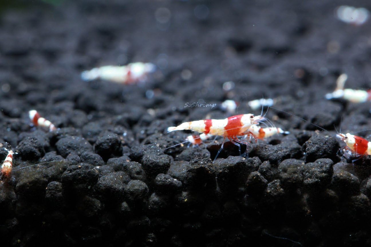 Live Freshwater Aquarium Shrimp - Caridina (Crystal Red Shrimp S-SSS Grade, 5 Pack)