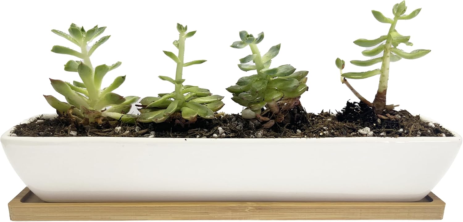11inch Long Rectangle White Ceramic Succulent Planter Pots,with Bamboo Saucers. Product Size:11x2.23x1.69inch.
