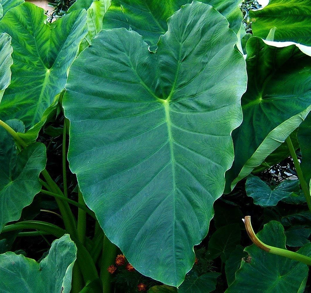 2 Elephant Ear Bulbs (Colocasia esculenta) Tropical Plant, Size 5/7