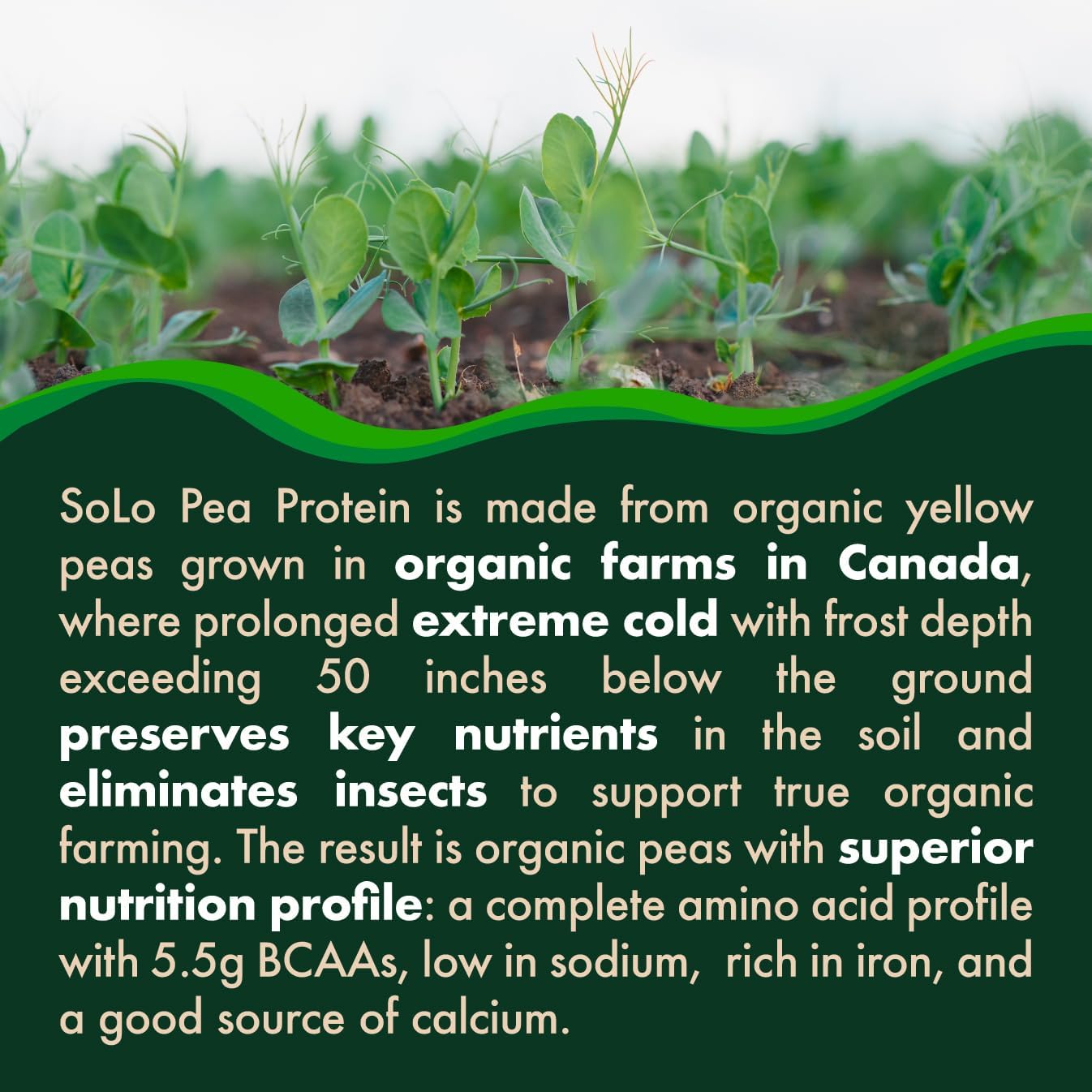 SOLO Organic Pea Protein Isolate, Unflavored Vegan Protein Powder (2.7 lbs)