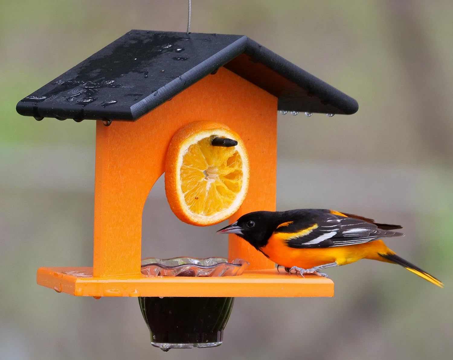Oriole Bird Feeder, Poly Lumber Hanging Oriole Jelly Feeder (Black/Orange)
