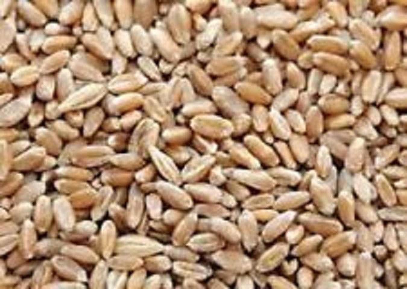 Hard Red Wheat - 1 Lbs - Excellent For Growing Wheatgrass to Juice, Food Storage, Grinding to Make Flour & Bread, Grain, Ornamental Wheat Grass
