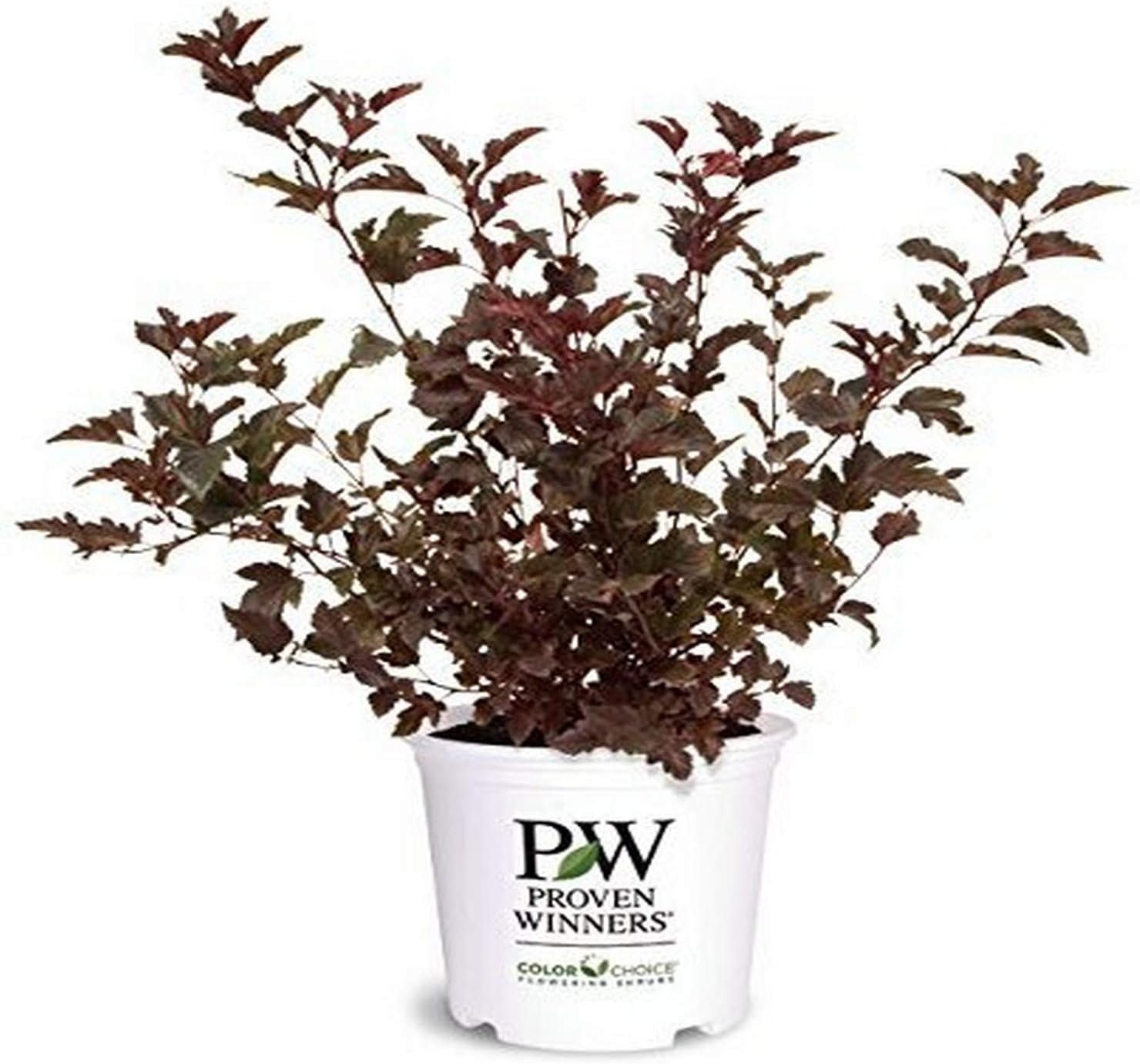 Proven Winners - Physocarpus op. Summer Wine (Ninebark) Shrub, red foliage, #2 - Size Container