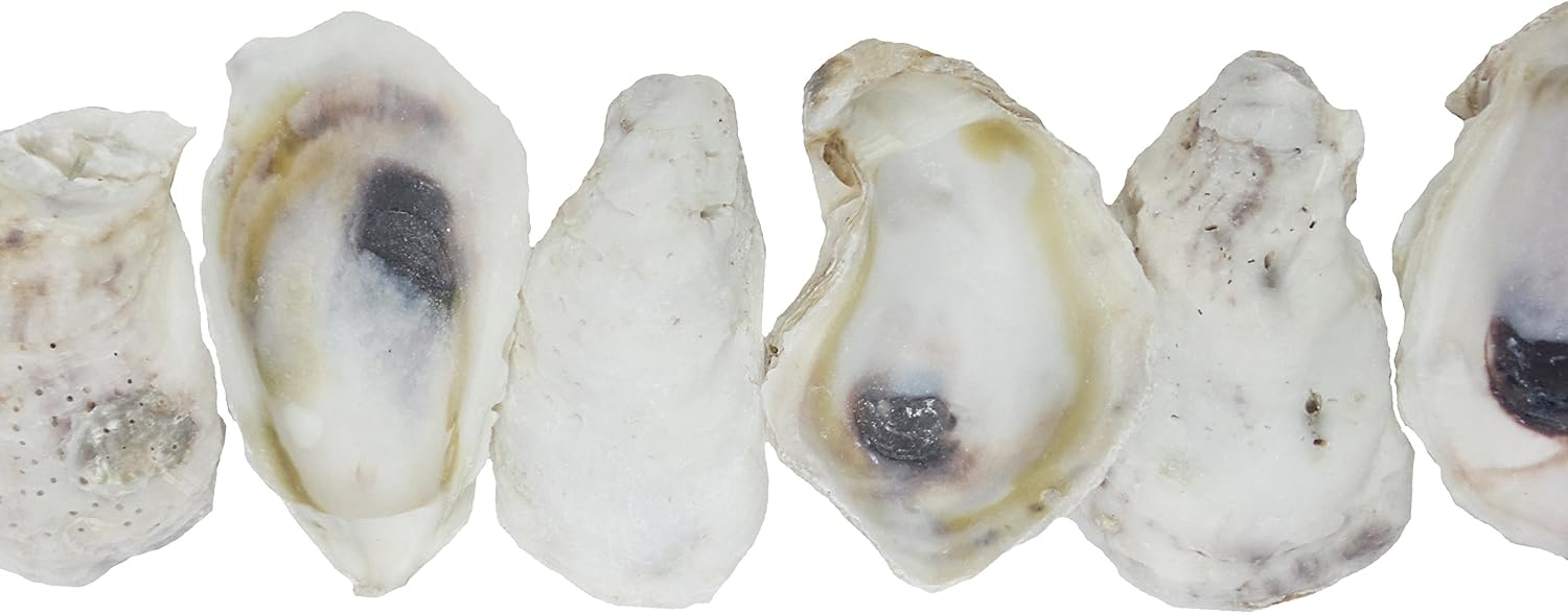 U.S. Shell Oyster Shells, 3.75"-5"